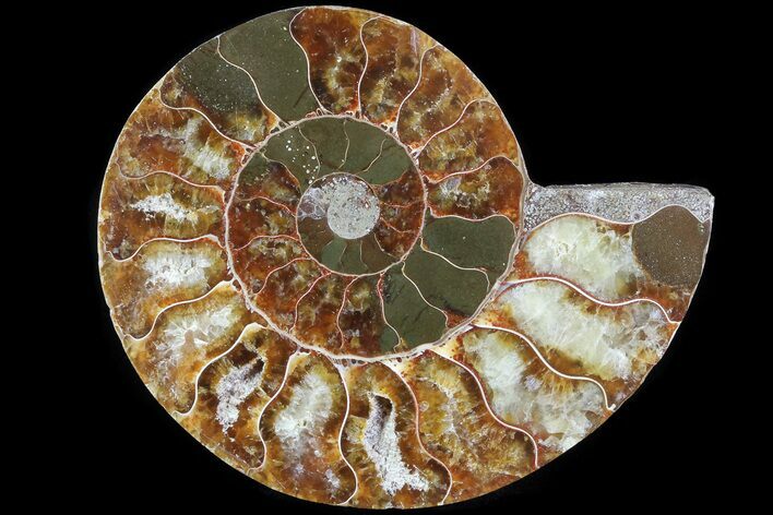 Agatized Ammonite Fossil (Half) - Madagascar #83790